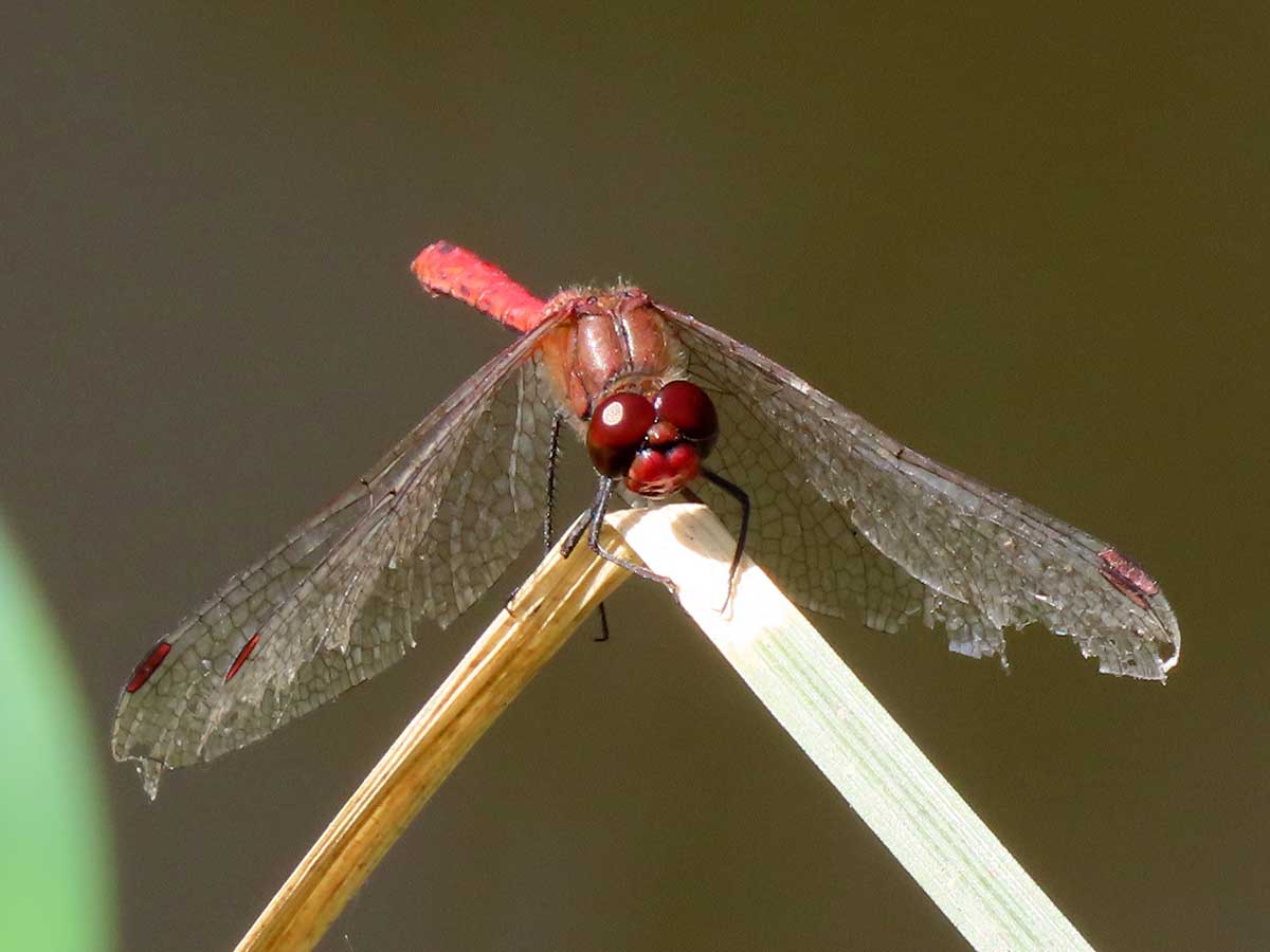 Sympetrum_sanguineum